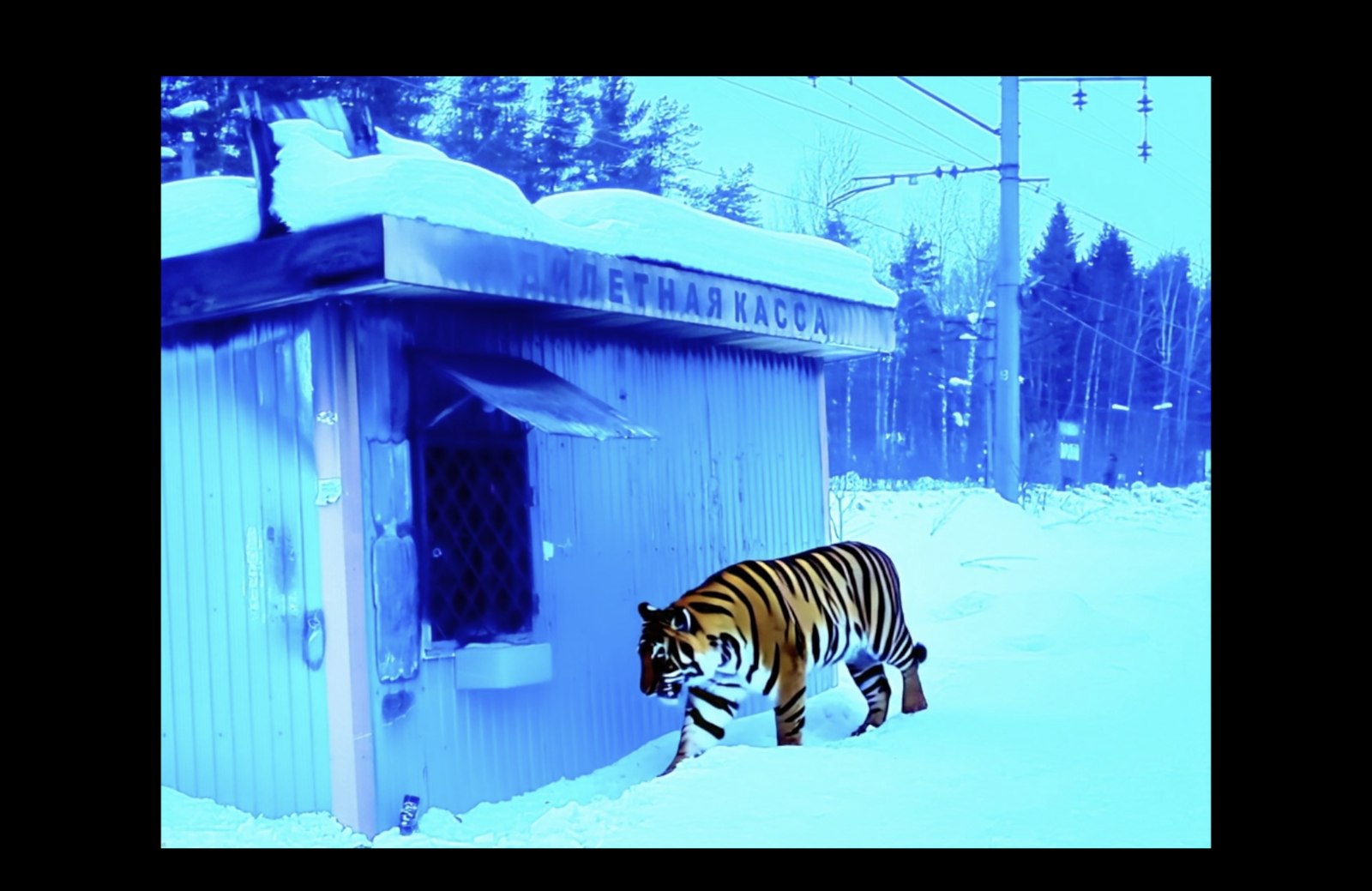 Trilogy of Letters and Territories still — a tiger composited into a snowy scene by a ticket kiosk
